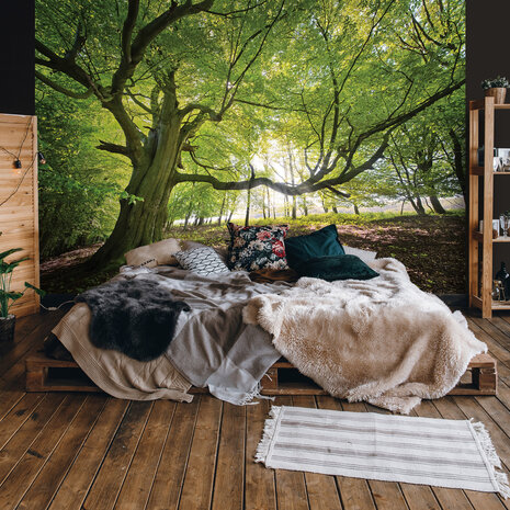 Forest Photo Wall Mural 11799P8