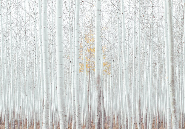 Forest Photo Wall Mural 12593P8