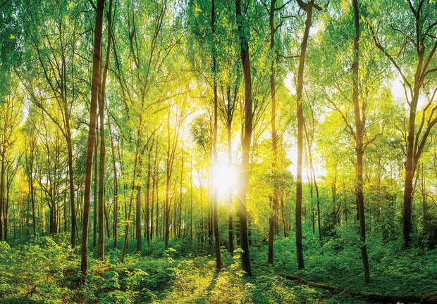 Photo Wall Mural Forest 13461P8