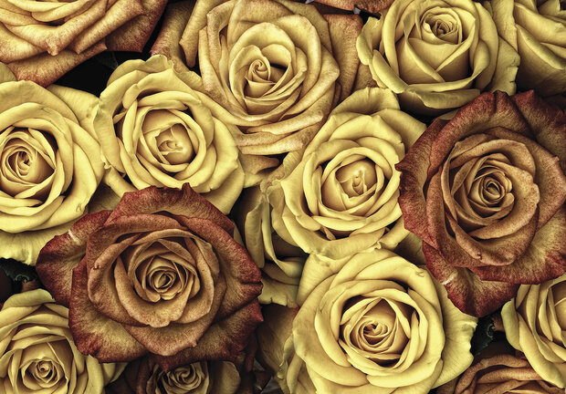 Roses Photo Wall Mural 12579P8