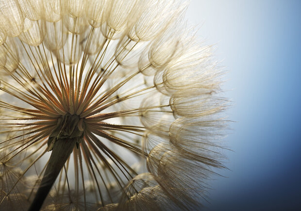 Dandelion Photo Wall Mural 11792P8