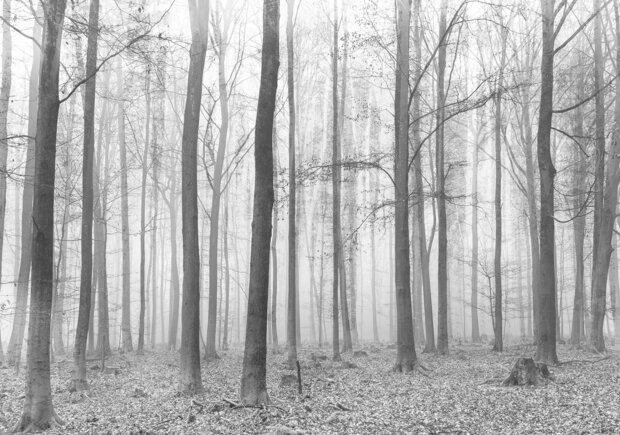 Forest Photo Wall Mural 11223P8