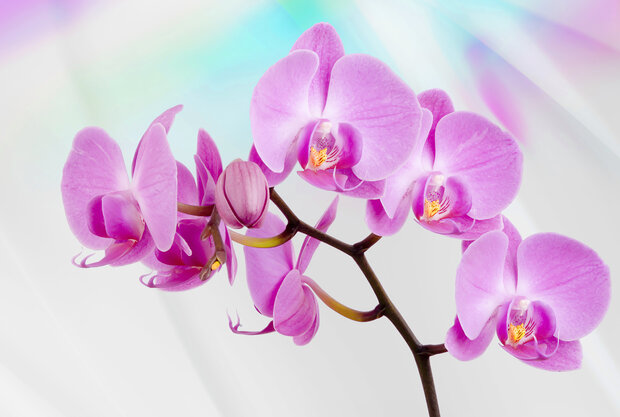 Flowers &amp; Plants Photo Wallpaper Mural 116P8