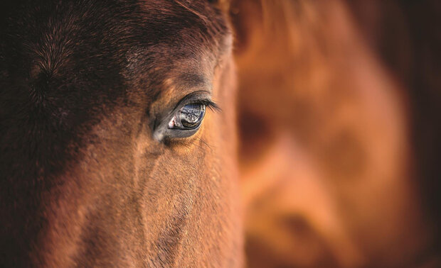 Horse Photo Wallpaper Mural 1216P8