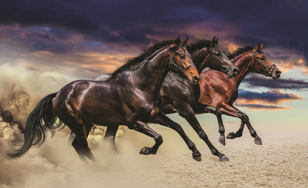 Horses Photo Wallpaper Mural 1217P8