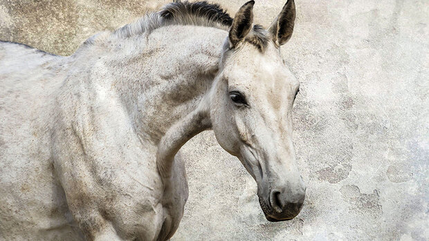 Horse Photo Wallpaper Mural 1218P8