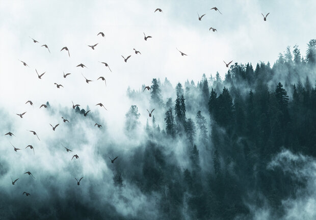 Birds in the fog Photo Wall Mural 12394P8