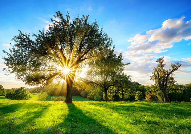 Landschap met zon Fotobehang 13015P8