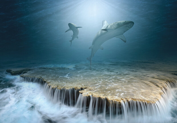 Sharks Photo Wall Mural 13161P8