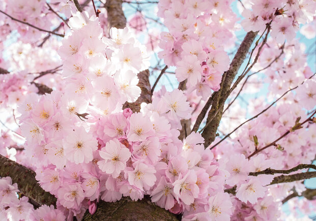 Cherry Blossom Photo Wall Mural 13283P8