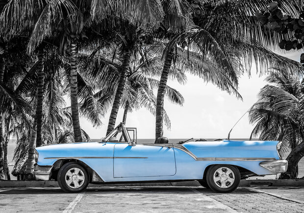 Palmtrees Oldtimer Photo Wall Mural 13336P8