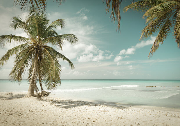 Beach Palmtrees Photo Wall Mural 13347P8