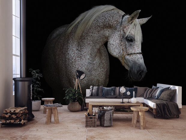 Horse Photo Wall Mural 13596P8