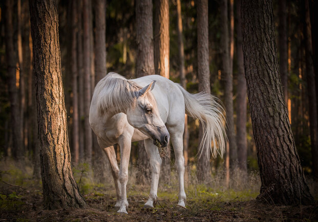 Horse Photo Wall Mural 13599P8