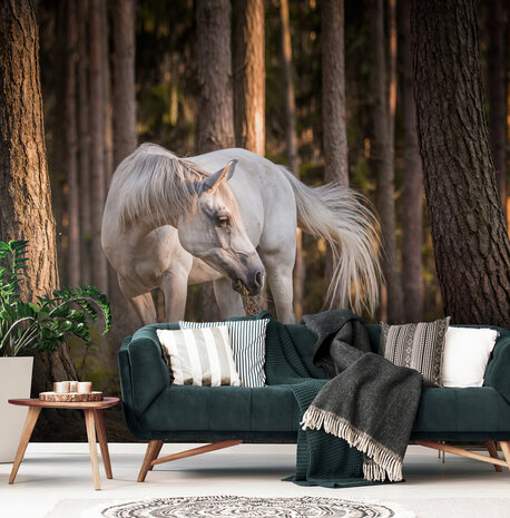 Horse Photo Wall Mural 13599P8