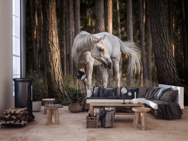 Horse Photo Wall Mural 13599P8