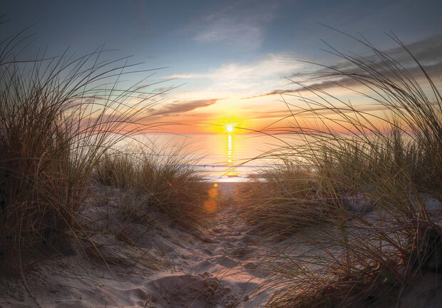 Beach Dunes Photo Wall Mural 14022P8