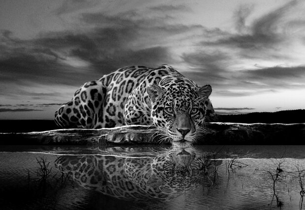 Jaguar Photo Wallpaper Mural 218P8