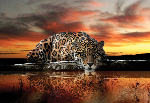 Animals Photo Wallpaper Mural 126P8