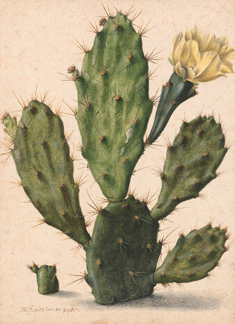 Rijksmuseum Cactus Herman Saftleven RM41 (FREE Glue Included!)