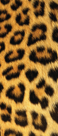 Leopard Art Door Mural Photo Wallpaper 191VET