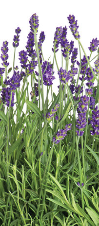 Lavender Door Mural Photo Wallpaper 2174VET