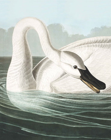 KEK Panel Trumpeter Swan PA-001 (FREE Glue Included!)