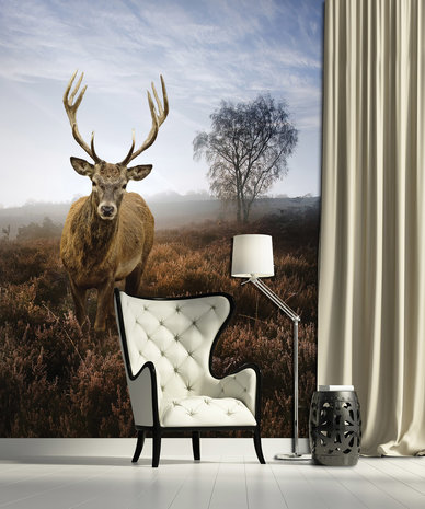 Deer on the Misty Meadow Photo Wall Mural 10319VEA