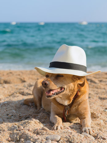 Dog in a Hat on a Beach Photo Wall Mural 10399VEA