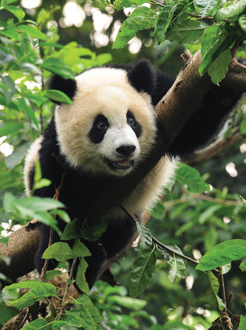 Panda Bear on the Tree Photo Wall Mural 10238VEA