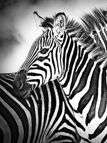 Zebra Black-White Photo Wall Mural 10159VEA