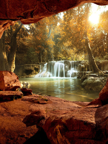 Canyon - Forest Photo Wall Mural 10261VEA