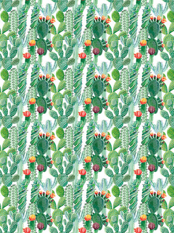 Cactus Photo Wall Mural 11082VEA