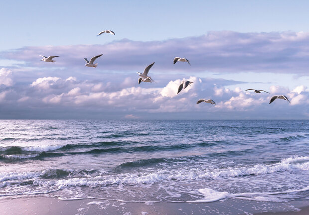 Meeuwen Fotobehang 13051P8