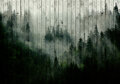 Forest Fog Photo Wall Mural 13552P8