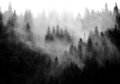 Foggy Forest Photo Wall Mural 13564P8