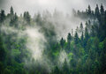 Misty Forest Wall Mural 14566