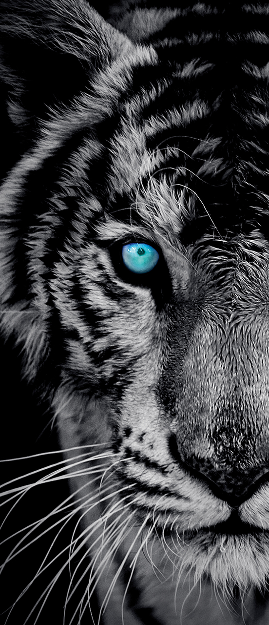 Sheet Photo Wallpaper Wallpaper Mural Majestic Tiger ms0920290 _ vemvt Sheet Photo Wallpaper Wallpaper Mural Majestic Tiger ms0920290 _ vemvt